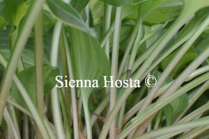 Hosta Fantasy Island Stems