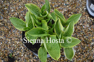 Hosta 'Austin Dickinson'