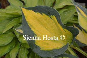 Hosta Forbidden Fruit