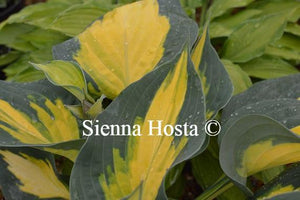 Hosta Forbidden Fruit