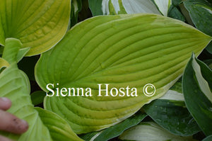 Hosta 'Fiesta'