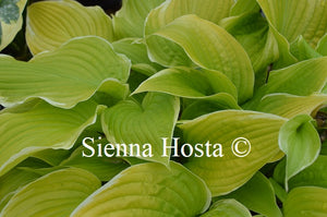 Hosta 'Fiesta'