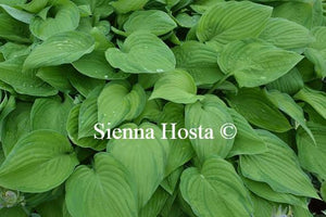 Hosta Fortunei Var. Albopicta