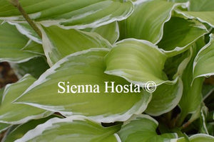 Hosta Albomarginata