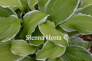 Hosta Albomarginata