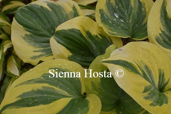 Hosta Fragrant Queen