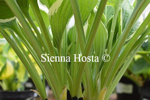 Hosta Francee