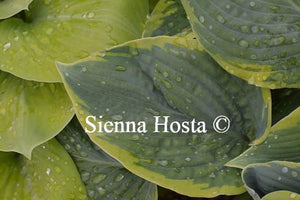 Hosta Frances Williams