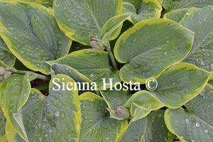 Hosta Frances Williams