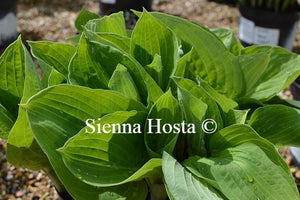 Hosta Big Top