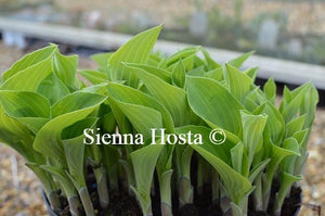 Hosta Birchwood Parky's Gold Stems