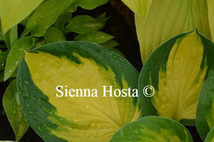 Hosta Georgia Sweetheart