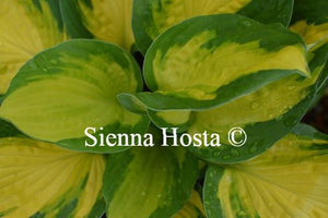 Hosta Georgia Sweetheart