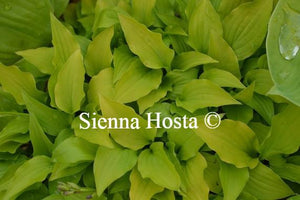 Hosta Gingee