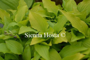 Hosta Gingee