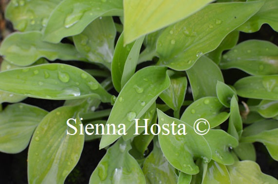 Hosta 'Gold Bug'