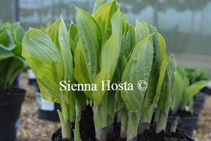 Hosta Blazing Saddles