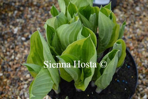 Hosta Blazing Saddles