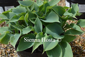 Hosta Blue Edger