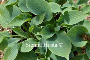 Hosta Blue Edger