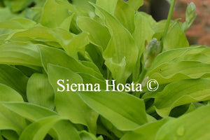 Hosta Ground Sulphur