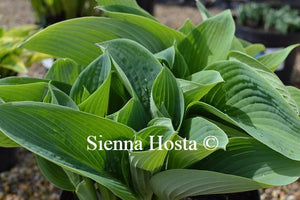 Hosta Blue Mammoth