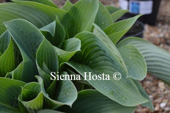 Hosta Blue Mammoth