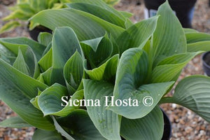 Hosta Blue Mammoth