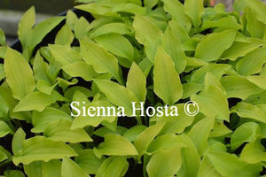 Hosta Golden Woge