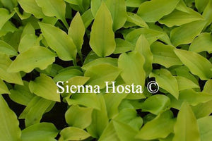 Hosta Golden Woge