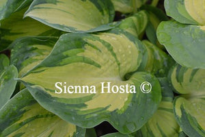 Hosta Great Expectations