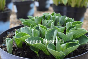 Buy Hosta Blue Mouse Ears Online