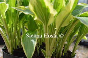 Hosta 'Bold Ribbons'