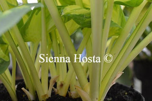 Hosta Great Expectations Stems