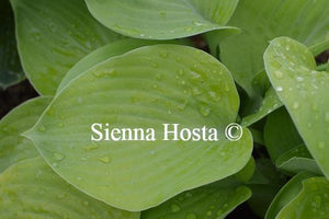 Hosta Golden Friendship