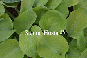 Hosta Golden Friendship