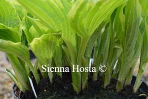 Hosta Bobbie Sue