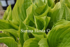 Hosta Bobbie Sue