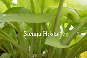 Hosta Golden Friendship