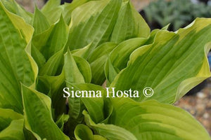 Hosta Bobbie Sue
