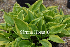 Hosta Bob Olson
