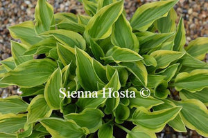 Hosta Bob Olson
