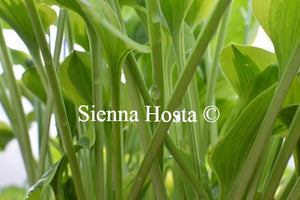 Hosta Golden Tiara Stems