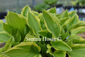 Hosta Bob Olson
