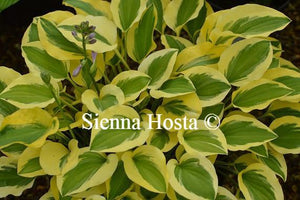 Hosta Grand Prize