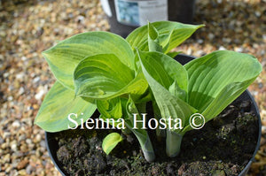 Hosta 'Borwick Beauty'