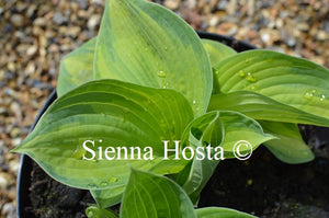 Hosta 'Borwick Beauty'