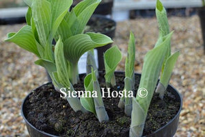 Hosta 'Bressingham Blue'