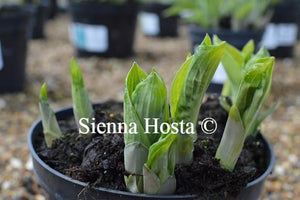 Hosta Brim Cup Eyes