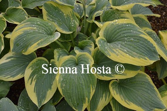 Hosta 'Hampshire County'